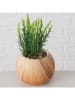 Boltze 2-delige set: kunstplanten "Wacholder" lichtbruin/groen - (H)18 cm
