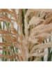 Boltze Sztuczna roślina "Grass" w kolorze zielono-beżowym - wys. 130 cm