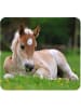 moses. 2-delige set: projectorzaklamp "Babydieren" groen - vanaf 3 jaar
