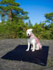 Paikka Hunde-Wintershirt in Rosa