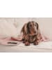 Paikka Recovery-Hundedecke in Rosa