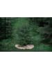 Butter Kings Kerstboomrok "Tiny trees" beige - Ø 130 cm
