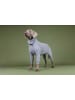 Paikka Recovery-Hundeoverall in Grau