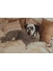 Paikka Recovery-Hundeoverall in Grau