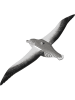 Eugy 3D Bastelset "Royal Albatross" - ab 6 Jahren
