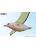 Eugy 3D Bastelset "Royal Albatross" - ab 6 Jahren