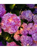 moses. Solar-Lichtregen "Blatt & Blüte" - (L)95 cm