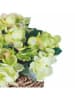 Villa d´Este Kunstpflanze "Hydrangea" in Grün/ Hellbraun - (H)20 cm
