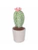 Villa d´Este 6-delige set: decoratieve objecten "Cactus" wit/beige/groen