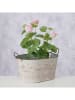 Boltze Overpot "Lotte" lichtgroen - (B)40 x (H)22 x (D)25 cm