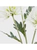 Homla Decoratieve tak "Alma" wit/groen - (L)68 cm