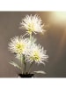 Homla Decoratieve tak "Alma" wit/groen - (L)68 cm