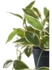 House Nordic Sztuczna roślina "Hoya Carnosa" w kolorze zielonym - wys. 33 cm