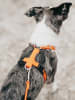 Paikka Hundegeschirr in Orange