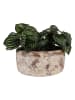 Clayre & Eef Bloempot beige - (H)11 x Ø 23 cm