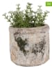 Clayre & Eef 2-delige set: bloempotten beige/zwart - (H)11 x Ø 12 cm