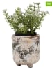 Clayre & Eef 2er-Set: Blumentöpfe in Beige - (H)10 x Ø 9 cm
