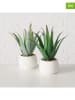 Boltze 2-delige set: planten in pot "Manacor" wit/groen - (H)29 x Ø 11,5 cm