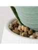Boltze 2-delige set: planten in pot "Manacor" wit/groen - (H)29 x Ø 11,5 cm