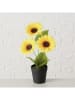 Boltze Topfpflanze "Sonnenblume" in Grün/ Gelb  - (H)33 x Ø 25 cm