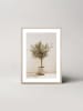 Ars Longa Ingelijste kunstdruk "Olive tree"