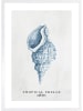 Ars Longa Ingelijste kunstdruk "Tropical shell collection no. 1" - (L)70 x (B)50 cm