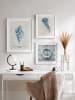 Ars Longa Ingelijste kunstdruk "Tropical shell collection no. 1" - (L)70 x (B)50 cm