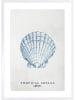 Ars Longa Gerahmter Kunstdruck "Tropical shell collection no. 2" - (L)70 x (B)50 cm
