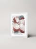 Ars Longa Ingelijste kunstdruk "Ombre Flower" - (L)70 x (B)50 cm