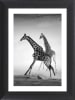 Ars Longa Gerahmter Kunstdruck "Running Giraffes" - (L)70 x (B)50 cm