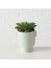 Boltze 3-delige set: kunstplanten "Sukkulente" groen - (H)15 cm