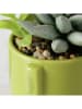 Boltze 3-delige set: kunstplanten "Sukkulente" groen - (H)15 cm
