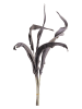 LEONARDO Sztuczny kwiat "Strelizia leaves" w kolorze szarobrązowym - dł. 80 cm