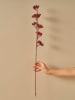 BELLA MAISON Trockenpflanze "Christmas Dal" in Rot - (H)75 cm