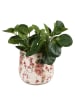 Clayre & Eef Blumentopf in Beige/ Rosa - (H)16 x Ø 18 cm