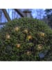 STAR Trading LED-Solar-Lichterkette "Wings" in Hellbraun - (L)210 x (B)10 cm
