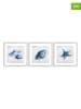 Ars Longa 3er-Set Gerahmte Kunstdrucke "Blue Shells" - (L)70 x (B)70 cm