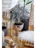 Bloomingville Vase "Nans" in Beige/ Schwarz - (H)27 x Ø 23 cm