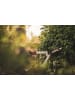 Fiskars Heggeschaar "HS53 Light" wit/grijs