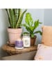 Yankee Candle Świeca zapachowa "Stargazing" - 368 g