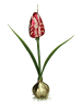 Kersten Kerstboomversiering "Tulip" groen/rood - (H)20,3 cm