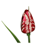 Kersten Kerstboomversiering "Tulip" groen/rood - (H)20,3 cm