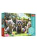 Trefl 60tlg. Puzzle "3 Katzen" - ab 4 Jahren