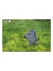 Eugy 3D-knutselset "Zebra" - vanaf 6 jaar