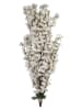 Clayre & Eef Dekozweig in Weiß/ Braun - (B)15 x (H)100 x (T)10 cm