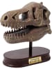 BUKI Ontdekkersset "Museum Skull - T-Rex" - vanaf 8 jaar