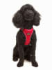 Paws&Whiskers Hondentuigje rood