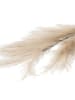 Homla Decoratieve tak ''Canne'' beige - (L)100 cm