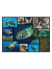 ambassador 1.000-delige puzzel "Zeeschildpadden" - vanaf 12 jaar