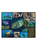 ambassador 1.000-delige puzzel "Zeeschildpadden" - vanaf 12 jaar